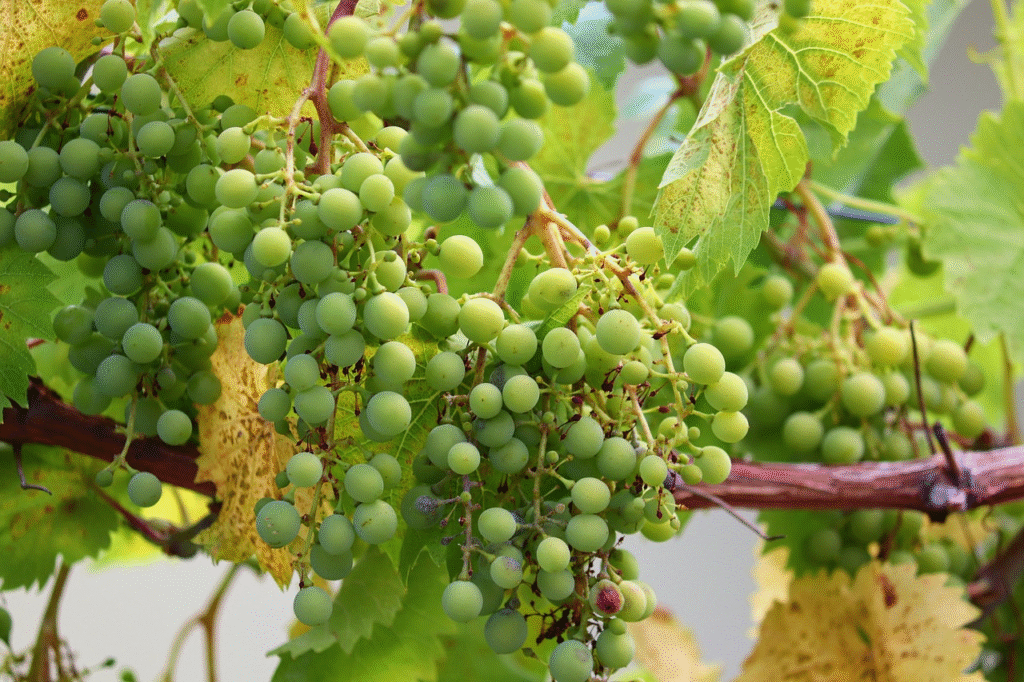 Sauvignon Blanc: uma uva de frescor