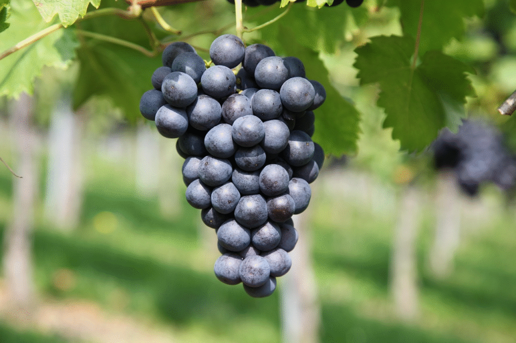 Cabernet Sauvignon: a rainha das uvas tintas